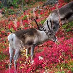 Lejlighed Sointuilevi 3 A59 By In Lapland Kittilä